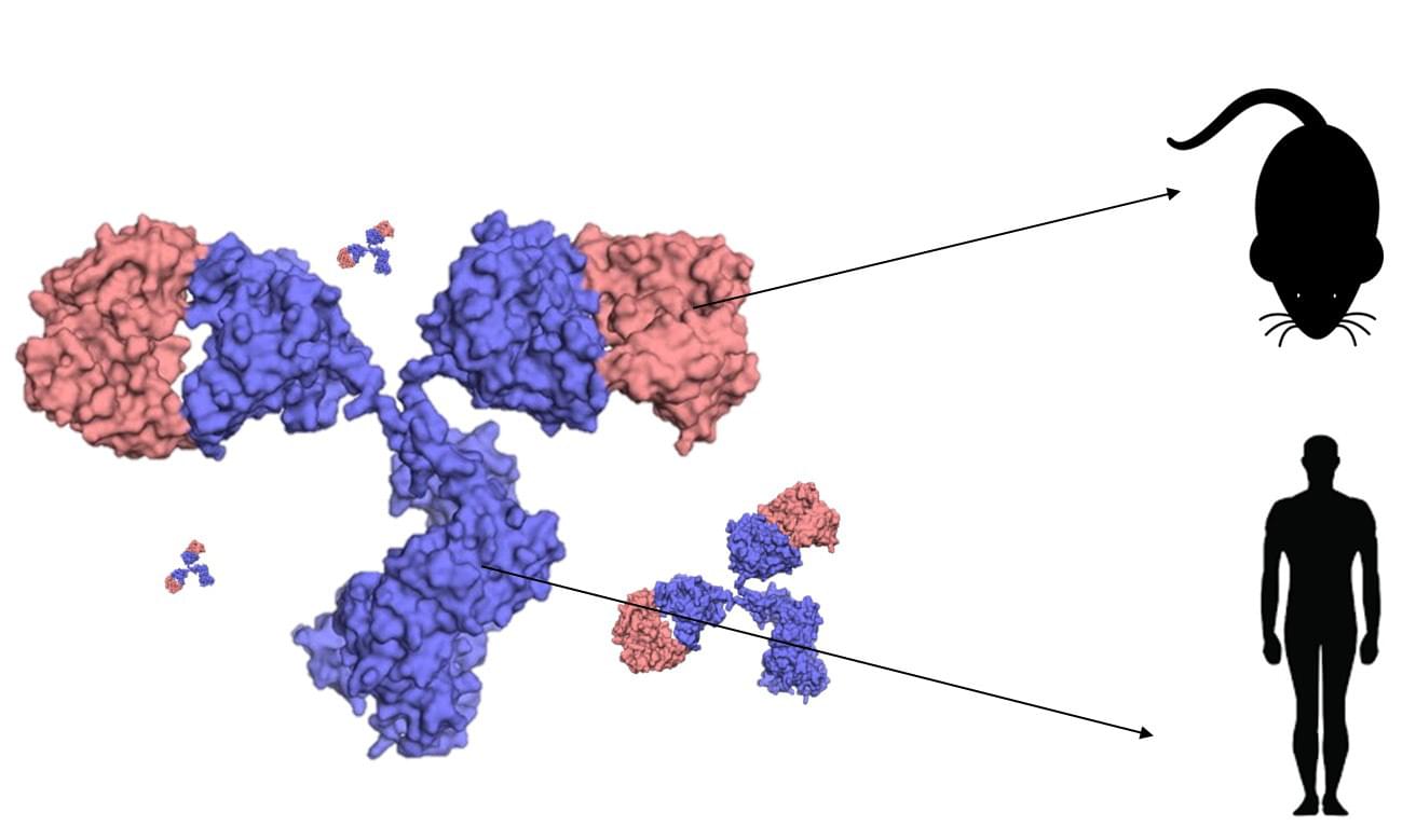 Chimeric Antibody